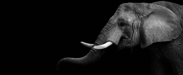Éléphant, emblème de New Sens
